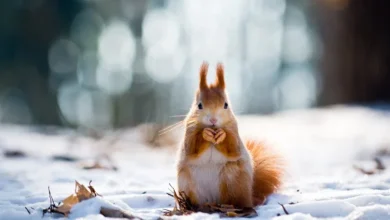meteorologischer winteranfang
