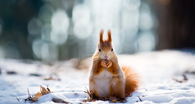 meteorologischer winteranfang